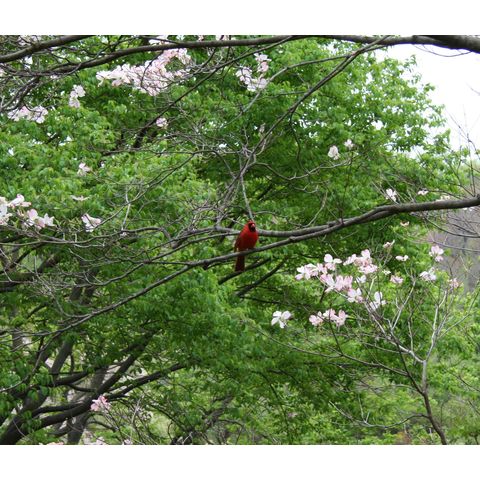 Cardinalis cardinalis
