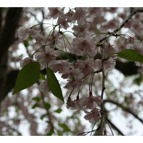 Prunus subhirtella 'Pendula Plena'