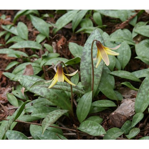 Erythronium sp.
