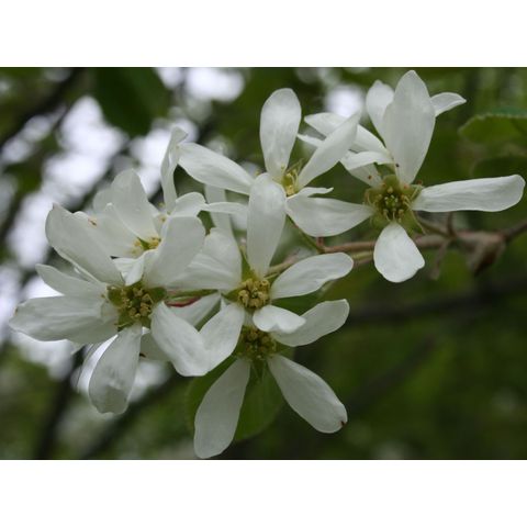 Amelanchier laevis