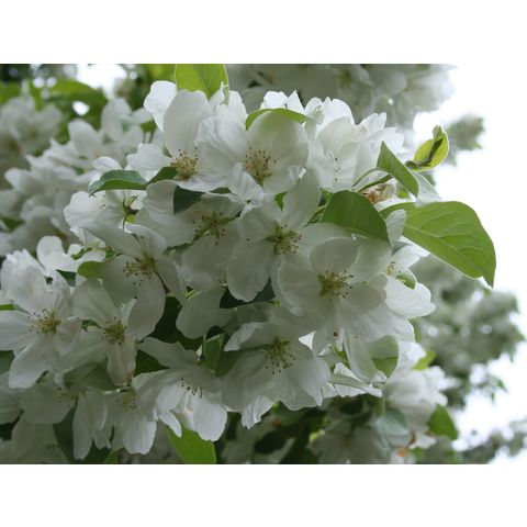 Malus mandshurica