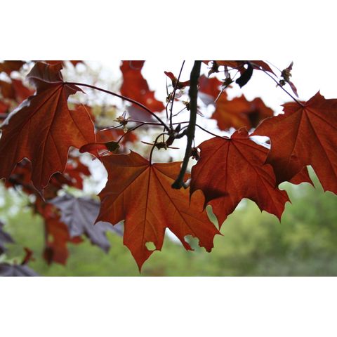 Acer platanoides 'Crimson King'