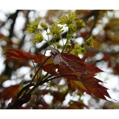 Acer platanoides 'Goldsworth Purple'