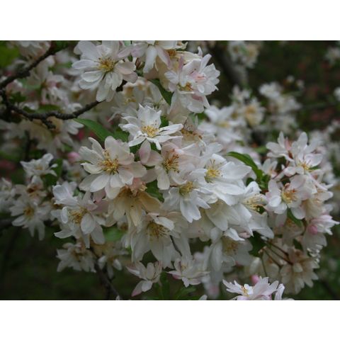 Malus 'Katherine'