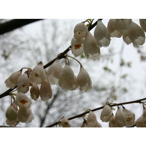 Halesia tetraptera