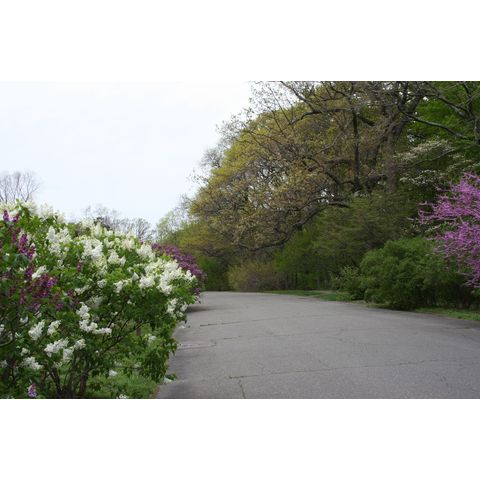 Arnold Arboretum