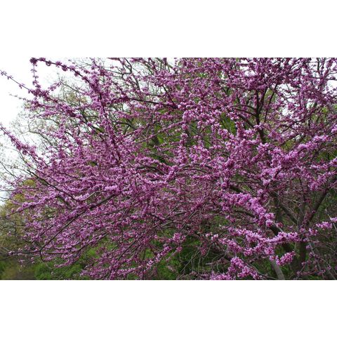 Cercis canadensis