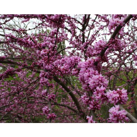 Cercis canadensis