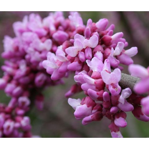 Cercis canadensis