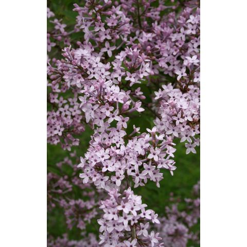 Syringa 'Purpla Haze'