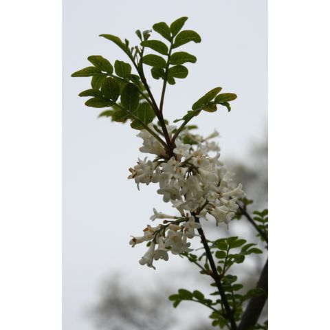 Syringa pinnatifolia