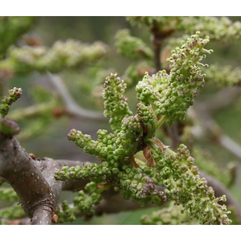 Morus bombycis 'Unryu'