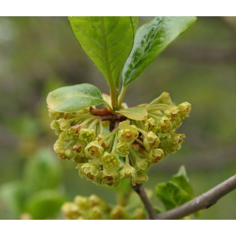 Lindera erythrocarpa