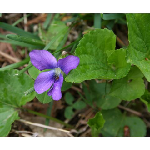 Viola sp.