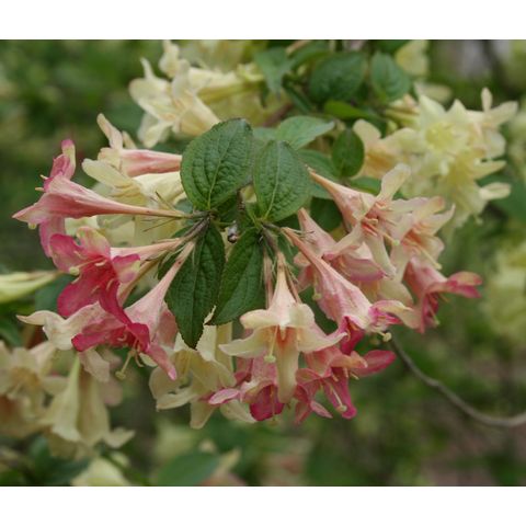 Weigela subsessilis