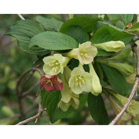 Weigela decora
