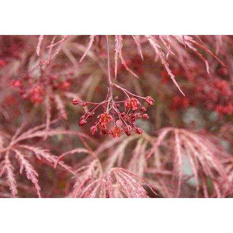 Acer palmatum 'Warwick Red'