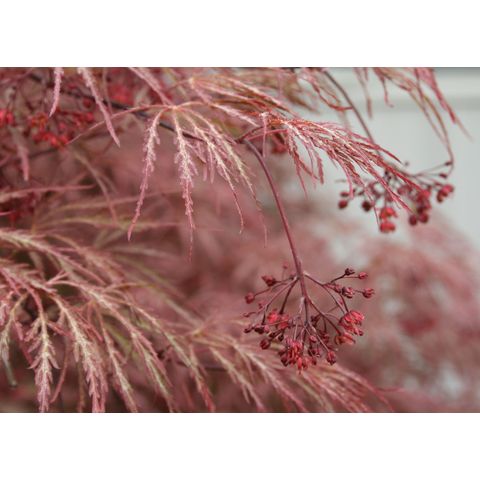 Acer palmatum 'Warwick Red'