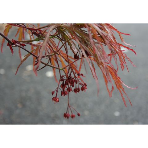 Acer palmatum 'Warwick Red'