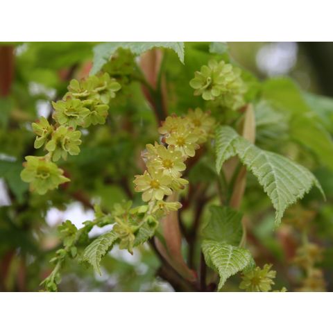 Acer rufinerve