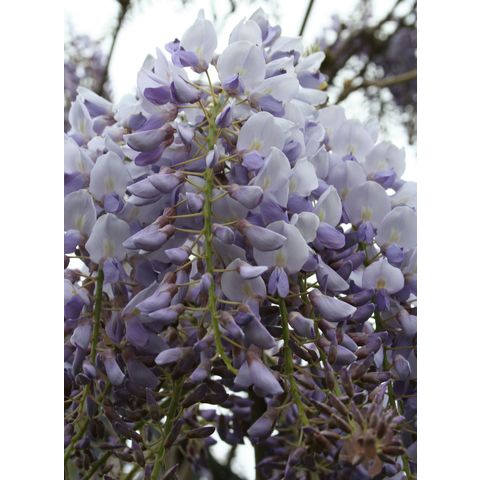 Wisteria frutescens