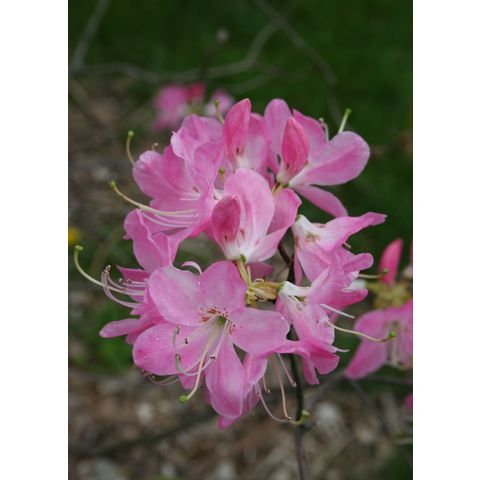 Rhododendron vaseyi