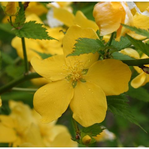 Kerria japoniva 'Golden Guinea'