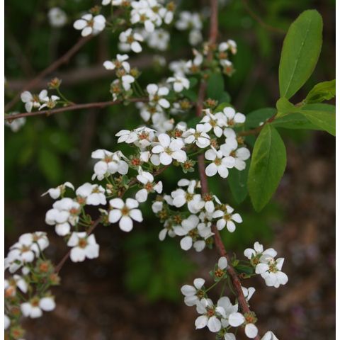 Spiraea prunifolia f. simplicifolia
