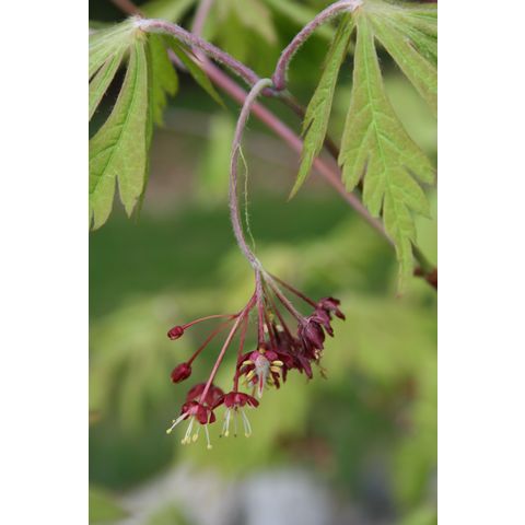 Acer japonicum 'Aconitifolium'