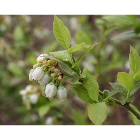 Vaccinium 'Northblue'