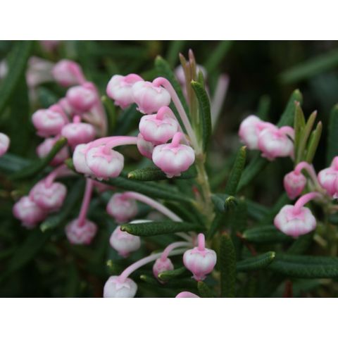 Andromeda polifolia 'Blue Ice'