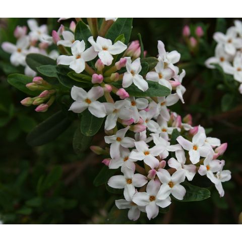 Daphne x burkwoodii 'Carol Mackie'