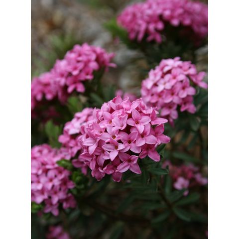 Daphne cneorum 'Ruby Glow'