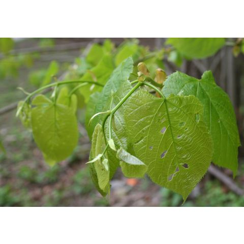 Tilia americana