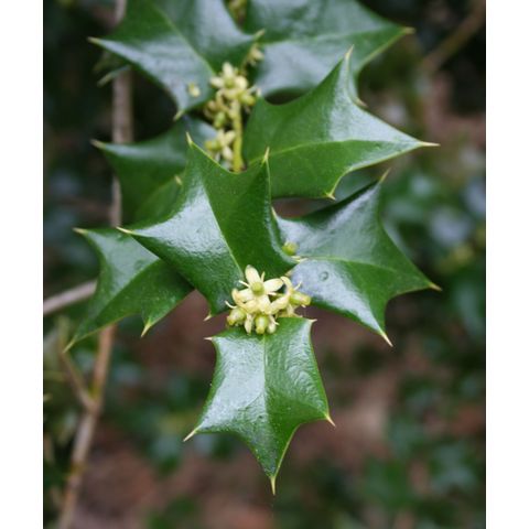 Ilex sp.