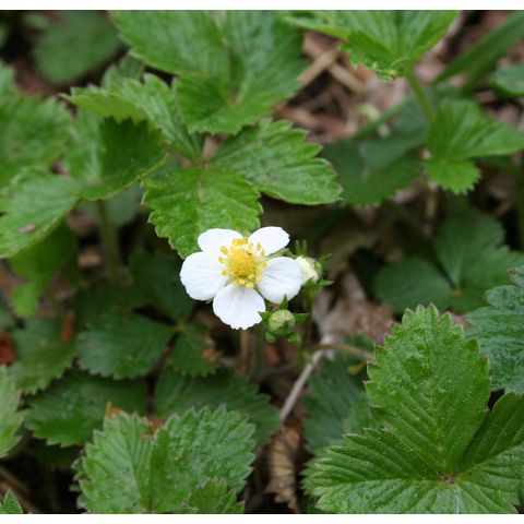 Fragaria sp.