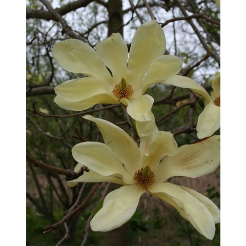 Magnolia 'Elisabeth' (M. acuminata x M. denudata)
