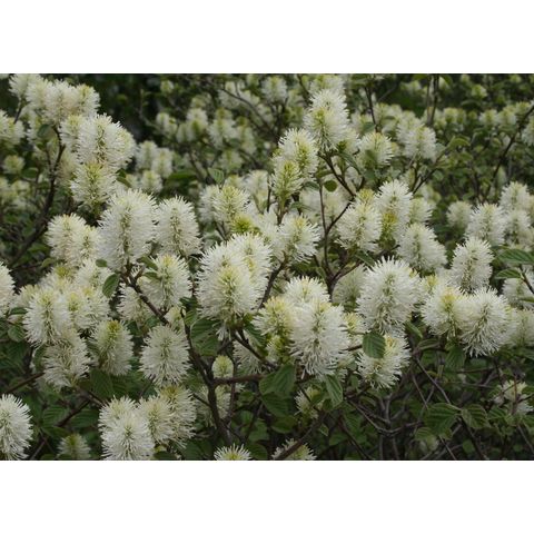 Fothergilla gardenii 'Mt. Airi'