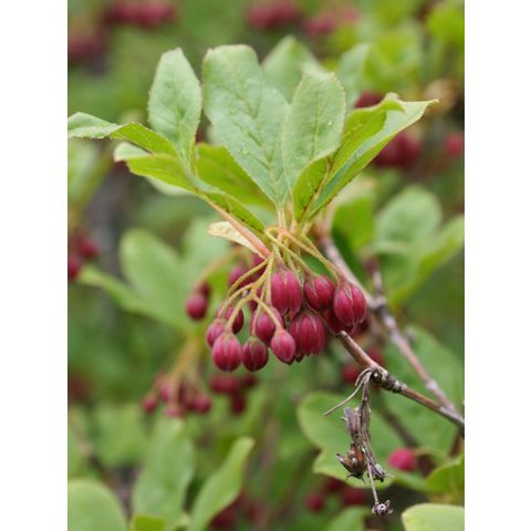 Enkianthus campanulatus var. palibinii
