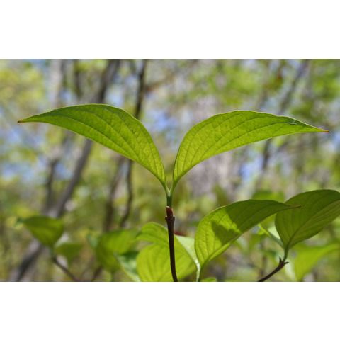 Cornus sp.