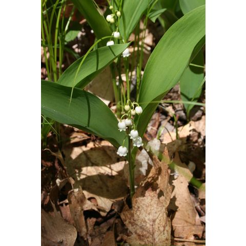 Convallaria majalis