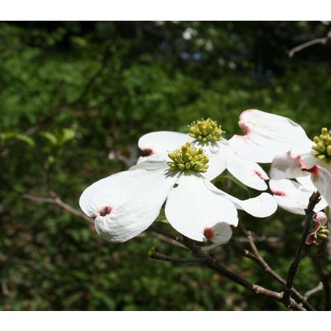 Cornus florida