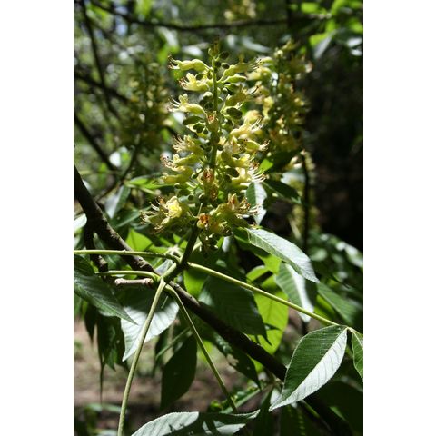 Aesculus glabra var. glabra