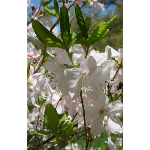 Rhododendron schlippenbachii