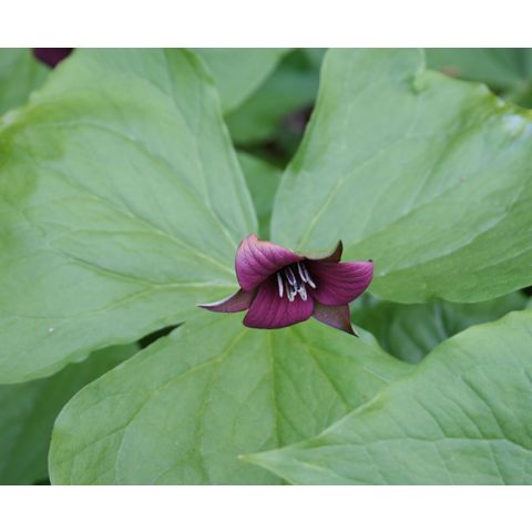 Trillium sp.