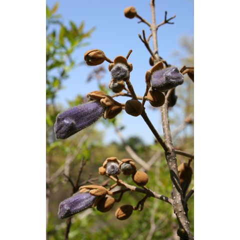 Paulownia tomentosa