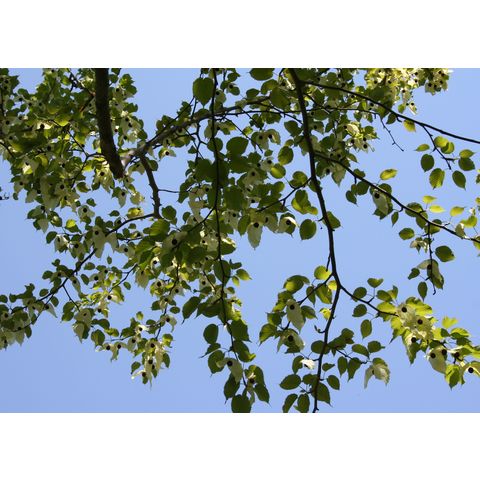 Davidia involucrata var. vilmoriniana