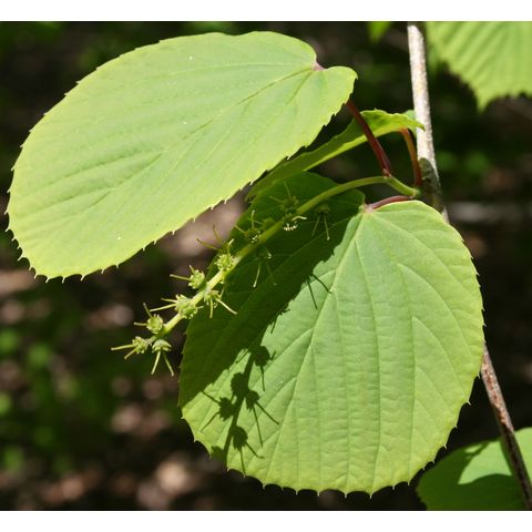 Corylopsis glandulifera