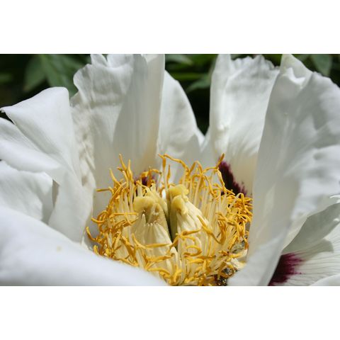 Paeonia suffructicosa var. papaveracea