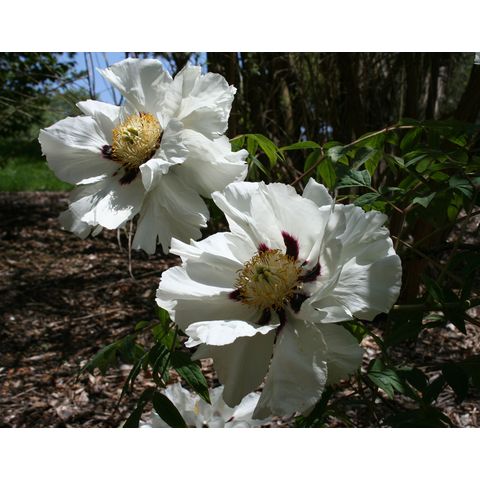 Paeonia suffructicosa var. papaveracea